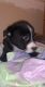 Border Collie Puppies for sale in Arlington, WA, USA. price: $800