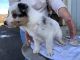 Border Collie Puppies for sale in Dos Palos, CA 93620, USA. price: $650