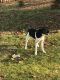 Border Collie Puppies for sale in Akron, OH, USA. price: NA