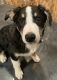 Border Collie Puppies for sale in Roberts, ID 83444, USA. price: NA