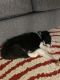 Border Collie Puppies for sale in Agua Dulce, CA 91350, USA. price: NA