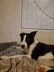 Border Collie Puppies for sale in Conway, MO 65632, USA. price: $750