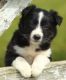 Border Collie Puppies for sale in High Point, NC, USA. price: NA