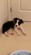 Border Collie Puppies for sale in West New York, NJ 07093, USA. price: $2,000