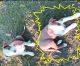 Border Collie Puppies for sale in Lincoln, CA, USA. price: $600