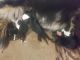 Border Collie Puppies for sale in Fresno, CA, USA. price: NA