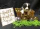 Border Collie Puppies for sale in Zearing, IA 50278, USA. price: NA