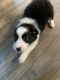 Border Collie Puppies for sale in Vancouver, WA 98662, USA. price: $900