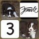 Border Collie Puppies for sale in Manchester, MI 48158, USA. price: NA