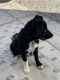 Border Collie Puppies for sale in Medford, OR, USA. price: $600