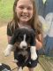 Border Collie Puppies for sale in Pontotoc, MS 38863, USA. price: $500