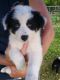 Border Collie Puppies for sale in Mason, MI 48854, USA. price: $400