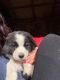 Border Collie Puppies for sale in Downey, ID 83234, USA. price: NA