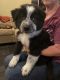 Border Collie Puppies for sale in Bellflower, CA, USA. price: NA