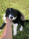 Border Collie Puppies for sale in Bardstown, KY 40004, USA. price: $1,000