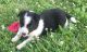 Border Collie Puppies for sale in Nicholasville, KY 40356, USA. price: $400
