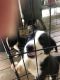Border Collie Puppies for sale in Grandview, TX 76050, USA. price: NA