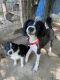 Border Collie Puppies for sale in Dover, KY 41034, USA. price: $600