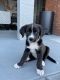 Border Collie Puppies for sale in La Verne, CA 91750, USA. price: NA