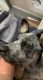 Border Collie Puppies for sale in Virginia Beach, VA, USA. price: NA