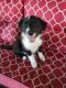 Border Collie Puppies for sale in Charleston, WV, USA. price: $450