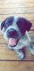 Border Collie Puppies for sale in Somerville, TX 77879, USA. price: $350