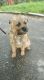 Border Terrier Puppies for sale in Hollywood, Los Angeles, CA, USA. price: NA