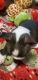 Border Terrier Puppies for sale in Britton, MI 49229, USA. price: $1,500
