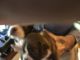 Border Terrier Puppies for sale in Hillsville, VA 24343, USA. price: $1,500