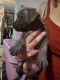 Border Terrier Puppies for sale in Lutz, FL 33549, USA. price: $350