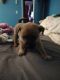 Border Terrier Puppies for sale in Paintsville, KY, USA. price: $300
