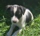 Border Terrier Puppies for sale in Preston, MN 55965, USA. price: NA