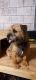 Border Terrier Puppies for sale in Hamilton Hill, Western Australia. price: $1,000