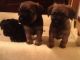 Border Terrier Puppies for sale in Carlsbad, CA, USA. price: NA