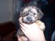 Border Terrier Puppies for sale in New York, IA 50238, USA. price: NA