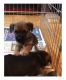 Border Terrier Puppies for sale in Los Angeles, CA, USA. price: NA