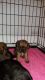Border Terrier Puppies for sale in Houston, TX 77001, USA. price: NA