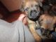Border Terrier Puppies for sale in Tempe, AZ, USA. price: NA