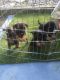 Border Terrier Puppies for sale in Atlanta, GA, USA. price: $275