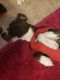 Border Terrier Puppies for sale in Woodbridge, VA 22191, USA. price: $1,600