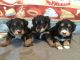 Bordoodle Puppies for sale in East Moline, IL, USA. price: NA