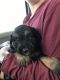 Bordoodle Puppies for sale in East Moline, IL 61244, USA. price: NA