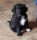 Bordoodle Puppies for sale in Allendale Charter Twp, MI, USA. price: NA