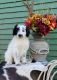 Bordoodle Puppies for sale in Manchester, IA 52057, USA. price: $1,200