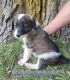 Bordoodle Puppies for sale in Bedford, IA 50833, USA. price: NA