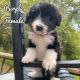Bordoodle Puppies for sale in Greeneville, TN, USA. price: NA