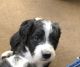 Bordoodle Puppies for sale in Graham, TX 76450, USA. price: NA