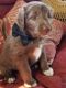 Bordoodle Puppies for sale in 10374 S 1575 Rd, Nevada, MO 64772, USA. price: NA