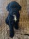 Bordoodle Puppies for sale in Gouverneur, NY 13642, USA. price: $800