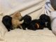 Bordoodle Puppies for sale in St. George, UT, USA. price: $1,200